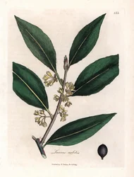 Laurier sauce. Håndfarvet kobberstik fra en tegning af James Sowerby (1757-1822), i Botanique Medicinale