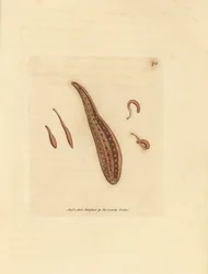 Leech, Hirudo cirkulerer. Håndfarvet kobberstik af James Sowerby fra The British Miscellany, eller farvede figurer af nye, sjældne eller lidet kendte dyreemner.