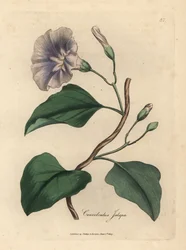 Syrenblomstret jalapbinde, Convolvulus jalapa