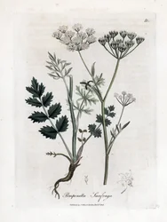 Locage saxifrage - Burnet saxifrage, Pimpinella saxifraga. Håndfarvet kobberstik fra en botanisk illustration af James Sowerby fra William Woodville og Sir William Jackson Hookers "" Medical Botany,"" John Bohn, London