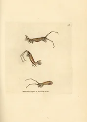 Langhornet isopod, Astacilla longicornis (Oniscus longicornis). Håndfarvet kobberstik af James Sowerby fra The British Miscellany, eller farvede figurer af nye, sjældne eller lidet kendte dyreemner.