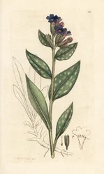 Lungeurt, Pulmonaria officinalis (pulmonal) Håndfarvet kobberstik efter en illustration af James Sowerby fra James Smith
