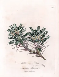 Marseille Astragalus eller mors pude - Gedetornmælk, Astragalus tragacantha. Håndfarvet kobberstik fra en botanisk illustration af James Sowerby fra William Woodville og Sir William Jackson Hookers "" Medical Botany,"" John
