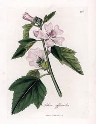 Marshmallow officinale eller vild eller hvid lilla skumfidus, Althaea officinalis. Håndfarvet kobberstik fra en botanisk illustration af James Sowerby fra William Woodville og Sir William Jackson Hookers "" Medical Botany,"" John Bohn, London