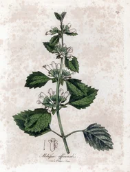 Melisse officinale eller melisse citrongræs - Almindelig balsam, Melissa officinalis. Håndfarvet kobberstik fra en botanisk illustration af James Sowerby fra William Woodville og Sir William Jackson Hookers "" Medical Botany,"" John Bohn, London