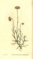 Mignonette Aster - Felicia tenella (Brisly-leaved aster, Aster tenellus). Håndfarvet kobberstik og botanisk illustration af James Sowerby fra William Curtis