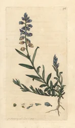 Mælkeurt, Polygala vulgaris Håndfarvet kobberstik efter en illustration af James Sowerby fra James Smith