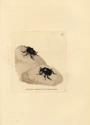Minotaurbille, Typhaeus typhoeus (Scarabaeus pumilus). Håndfarvet kobberstik af James Sowerby fra The British Miscellany, eller farvede figurer af nye, sjældne eller lidet kendte dyreemner.