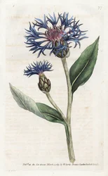 Mountain Centauree or Perennial Blueberry - Litografi af James Sowerby (1757-1822), fra William Curtis