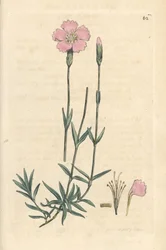 Bjergrosa, Dianthus caesius. Håndfarvet kobberstik efter en illustration af James Sowerby fra James Smith