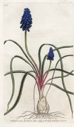 Muscari a bunch eller muscari neglige - Litografi af James Sowerby (1757-1822), fra Botanical Magazine af William Curtis (1746-1799)