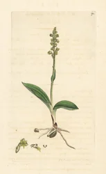 Moskusorkide, Herminium monorchis (Musk orchis, Ophrys monorchis). Håndfarvet kobberstik efter en illustration af James Sowerby fra James Smith