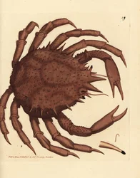 Norges kongekrabbe eller nordlig stenkrabbe, Lithodes maja. Håndfarvet kobberstik af James Sowerby fra The British Miscellany, eller farvede figurer af nye, sjældne eller lidet kendte dyreemner.