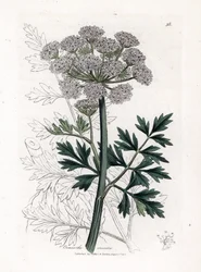Oenanthe safranee - Hemlock vanddråbeurt, Oenanthe crocata. Håndfarvet kobberstik fra en botanisk illustration af James Sowerby fra William Woodville og Sir William Jackson Hookers "" Medical Botany,"" John Bohn, London