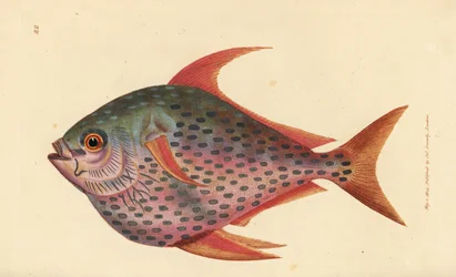 Opah, Lampris guttatus (Zeus opah). Håndfarvet kobberstik af James Sowerby fra The British Miscellany, eller farvede figurer af nye, sjældne eller lidet kendte dyreemner.