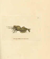 Papegøjerejer, Spirontocaris spinus (Rejer med rygsøjle; Cancer spinus). Håndfarvet kobberstik af James Sowerby fra The British Miscellany, eller farvede figurer af nye, sjældne eller lidet kendte dyreemner.