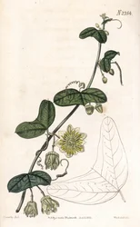 Passionsblomst variant - Passiflora biflora (halvmånebladet passionsblomst, Passiflora lunata). Håndfarvet kobberstik af Weddell efter en illustration af James Sowerby fra Samuel Curtis