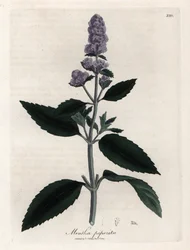 Pebermynte. Håndfarvet kobberstik fra en tegning af James Sowerby (1757-1822), i Botanique Medicinale