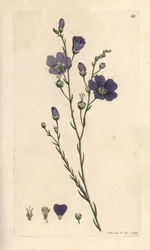 Flerårig hør, Linum perenne (linned perace) Håndfarvet kobberstik efter en illustration af James Sowerby fra James Smith