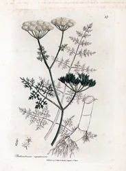 Phellandrium aquatium - Finbladet vandhærde, Phellandrium aquatium. Håndfarvet kobberstik fra en botanisk illustration af James Sowerby fra William Woodville og Sir William Jackson Hookers "" Medical Botany,"" John Bohn, London