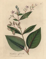 Lyserødt blomstret peruviansk barktræ, Cinchona officinalis