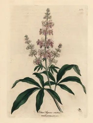 Lyserødt blomstret kysk træ, Vitex agnus castus