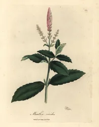 Lyserød blomstret grønmynte, Mentha viridis