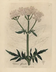 Rosa blomstret baldrian, Valeriana officinalis