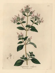 Lyserød blomstret vild merian, Origanum vulgare
