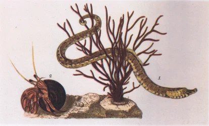 Pipe Fish and Eremit Crab, Nature in Britain udgivet af Collins, 1946