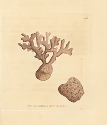 Porella compressa (Millepora compressa). Håndfarvet kobberstik af James Sowerby fra The British Miscellany, eller farvede figurer af nye, sjældne eller lidet kendte dyreemner.