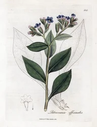 Pulmonal officinale - Lungeurt, Pulmonia officinalis. Håndfarvet kobberstik fra en botanisk illustration af James Sowerby fra William Woodville og Sir William Jackson Hookers "" Medical Botany,"" John Bohn, London