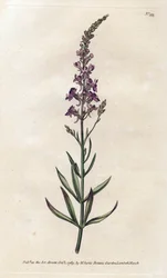 Purple Linar - Litografi af James Sowerby (1757-1822), fra William Curtis