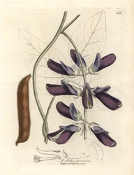 Lilla blomstrede kohval dolichos, Dolichos pruriens
