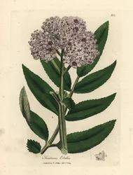 Lillablomstret dværghyldetræ, Sambucus ebulus