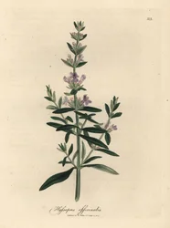 Lilla blomstret isop, Hyssopus officinalis