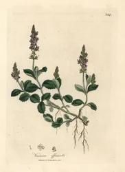 Lilla blomstret veronica, Veronica officinalis