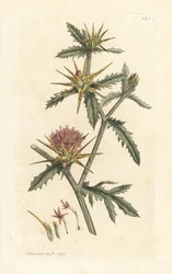 Lilla starthistel, Centaurea calcitrapa (Centauree hatchback, Centauree etoilee eller Star Thistle) Håndfarvet kobberstik efter en illustration af James Sowerby fra James Smith