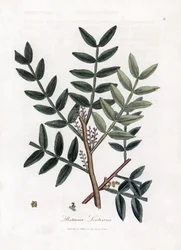 Sparteltræ eller lentiscus pistacie - Sparteltræ, Pistacia lentiscus. Håndfarvet kobberstik fra en botanisk illustration af James Sowerby fra William Woodville og Sir William Jackson Hookers "" Medical Botany,"" John Bohn, London