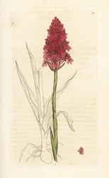 Pyramidal orkidé, Anacamptis pyramidalis (Pyramidal orchis, Orchis pyramidalis). Håndfarvet kobberstik efter en illustration af James Sowerby fra James Smith