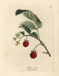 Hindbærbusk med moden frugt og gule blomster, Rubus idaeus