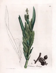 Rattan Palm - Rotang stok, Calamus rotang. Håndfarvet kobberstik fra en botanisk illustration af James Sowerby fra William Woodville og Sir William Jackson Hookers "" Medical Botany,"" John Bohn, London