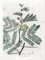 Rødt gummi - Gummi arabic træ, Acacia nilotica. Håndfarvet kobberstik fra en botanisk illustration af James Sowerby fra William Woodville og Sir William Jackson Hookers "" Medical Botany,"" John Bohn, London