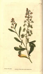 Reseda odorant - Sødduftende reseda eller mignonette, Reseda odorata. Håndfarvet kobberstik og botanisk illustration af James Sowerby fra William Curtis