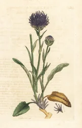 Rundhovedet rampion, Phyteuma orbiculare (Phyteuma orbicularis) (Orbicular Rapunzel) Håndfarvet kobberstik efter en illustration af James Sowerby fra James Smith