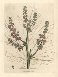 Rabarberblomster og stilk, bladomrids, Rheum palmatum