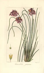 Rush Lily, Sowerbaea juncea, hjemmehørende i Australien. Opkaldt efter den botaniske kunstner James Sowerby. Håndfarvet prikkegravering på kobber af Barrois fra en botanisk illustration af Pancrace Bessa fra Mordant de Launays "Herbier General de l
