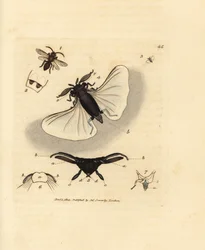 Sandbiparasit, Stylops melittae. Håndfarvet kobberstik af James Sowerby fra The British Miscellany, eller farvede figurer af nye, sjældne eller lidet kendte dyreemner.