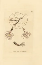 Sandorm med karmosinrøde følehorn, Amphitrite rosea. Håndfarvet kobberstik af James Sowerby fra The British Miscellany, eller farvede figurer af nye, sjældne eller lidet kendte dyreemner.
