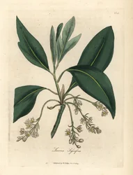 Sassafras træ, Laurus sassafras